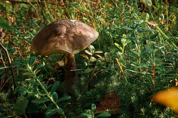 Een Close Van Een Wild Cap Paddestoel Een Veld Bedekt — Stockfoto