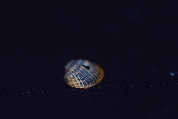 Nahaufnahme Einer Muschel Auf Schwarzer Oberfläche — Stockfoto