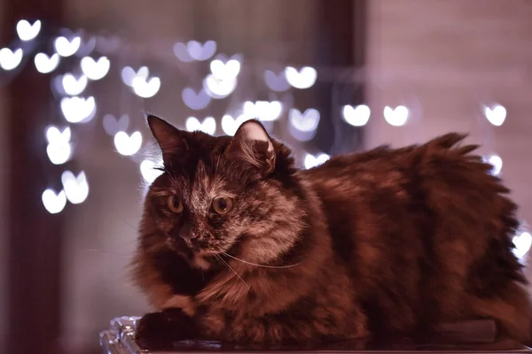 Eine Nahaufnahme Einer Sibirischen Katze Vor Einem Herz Bokeh Hintergrund — Stockfoto