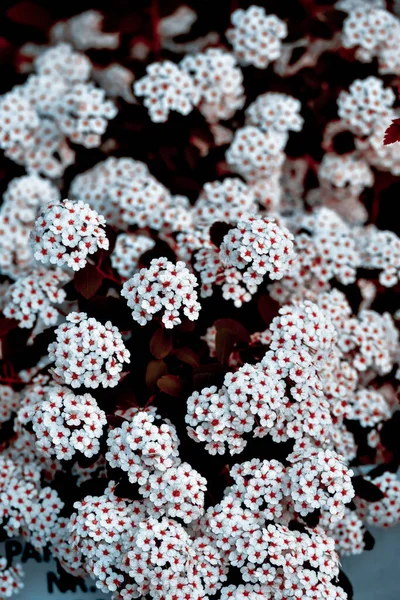 Vertical Closeup Shot Blooming Grefsheim Spirea Flowers — Stock Fotó