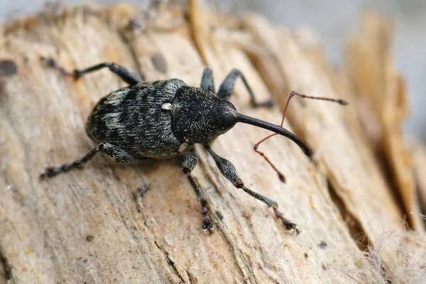 Snímek Docela Tmavě Zbarvené Ořechové Weevil Curculio Villosus Rostlinný Parazit — Stock fotografie