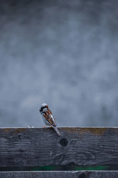 背景模糊的木制长椅上一只小鸟的垂直镜头 — 图库照片