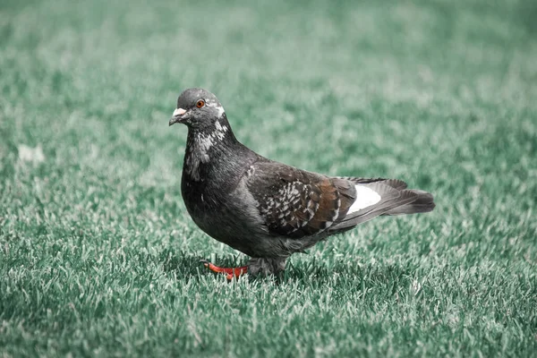 Closeup Gray Pigeon Grassy Field — Stock Photo, Image