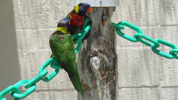 Par Vibrantes Papagaios Coco Lorikeet Sentados Uma Corrente — Fotografia de Stock