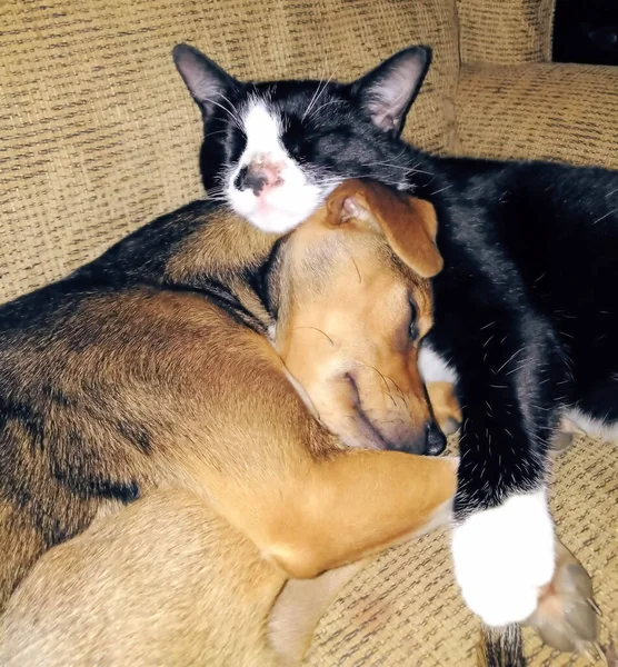 Fayetteville Förenade Staterna Jan 2020 Två Adopterade Djur Tuxedo Kattunge — Stockfoto