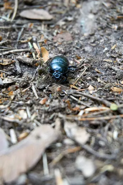 地上的一个虫子的照片 — 图库照片