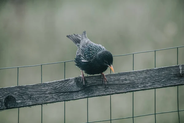 Closeup Shot Common Blackbird Perched Wooden Fence — Stock Fotó