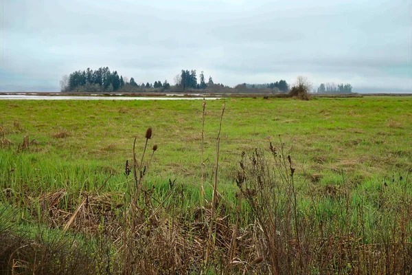 Uma Paisagem Uma Zona Húmida Eugene Oregon — Fotografia de Stock