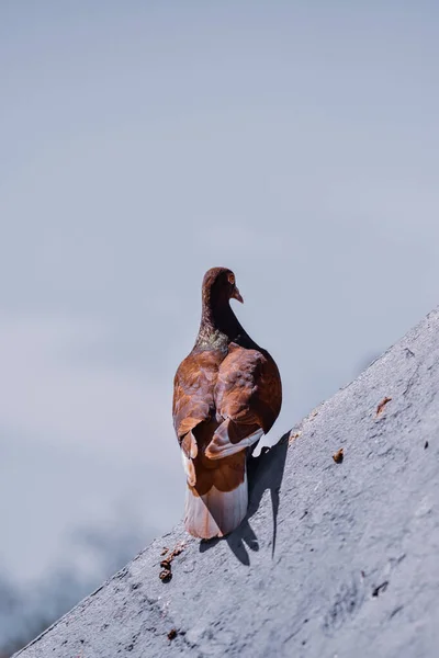 コンクリートの表面に突き出た野生の鳩の選択的な焦点 — ストック写真
