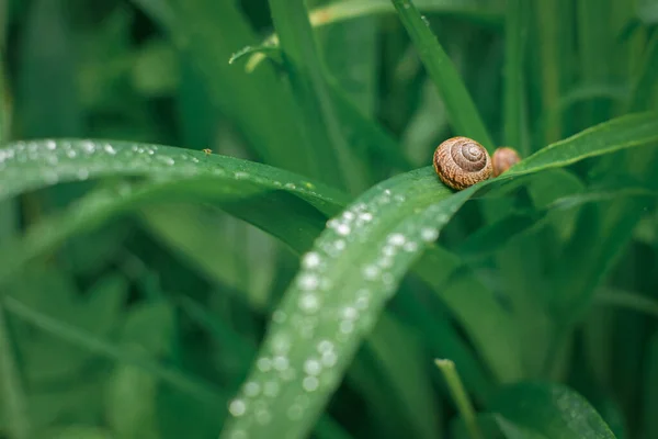 Primo Piano Una Lumaca Sull Erba Ricoperta Gocce Pioggia Campo — Foto Stock