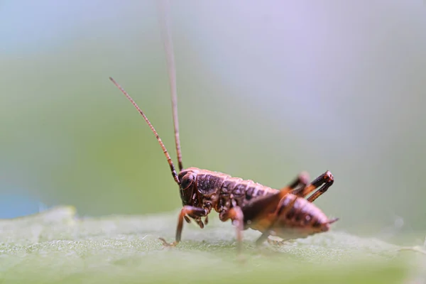 Makro Hnědého Kobylky Lea — Stock fotografie