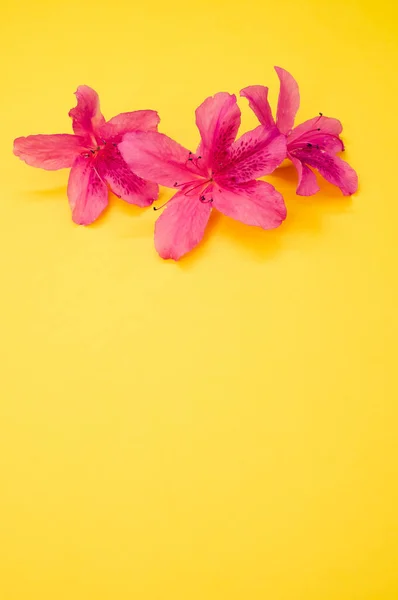 Detailní Záběr Jemné Růžové Azalky Květiny Izolované Žlutém Povrchu Pro — Stock fotografie