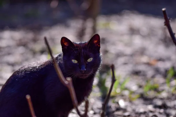Fierce Looking Black Cat Bokeh Background Outdoor — Stock Photo, Image