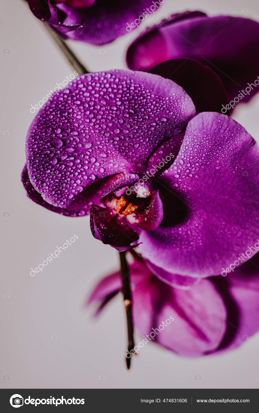 Orquídea filipina fotos de stock, imágenes de Orquídea filipina sin  royalties | Depositphotos