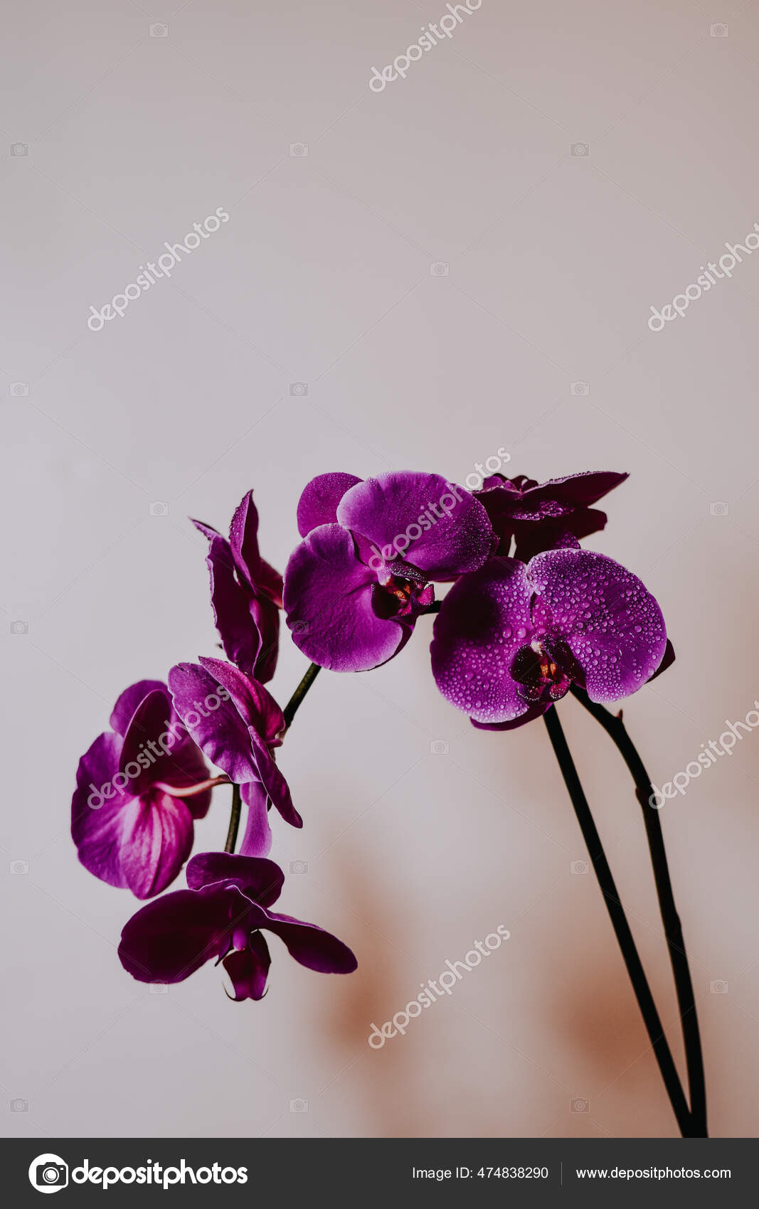 Orquídea filipina fotos de stock, imágenes de Orquídea filipina sin  royalties | Depositphotos