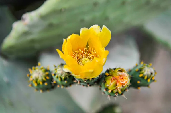 Closeup Prickly Pear Flower Buds Garden Blurry Background — Stock Photo, Image