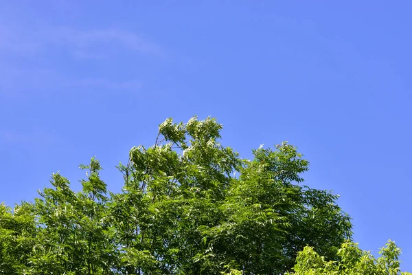 Closeup Shot Part Green Tree Blue Sky Backgrou — Stock Fotó