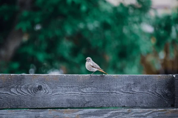 木製のベンチに小さな鳥のクローズアップショットを背景にぼやけた — ストック写真