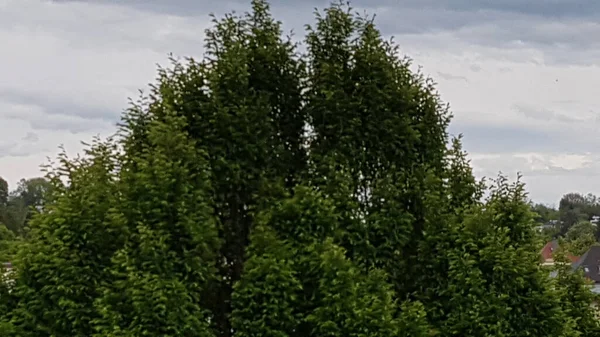 Крупный План Вершин Зеленых Деревьев Облачный День Идеально Подходит Заднего — стоковое фото