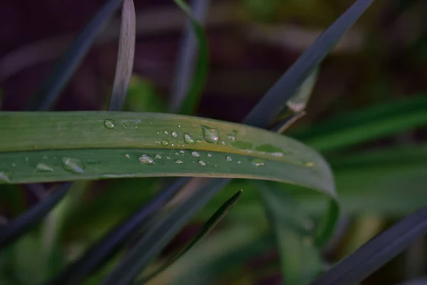 Soft Focus Leaf Blade Few Drops Water Garden — Stock Fotó