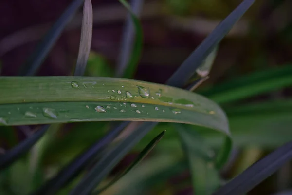 Enfoque Suave Una Hoja Con Unas Gotas Agua Jardín — Foto de Stock