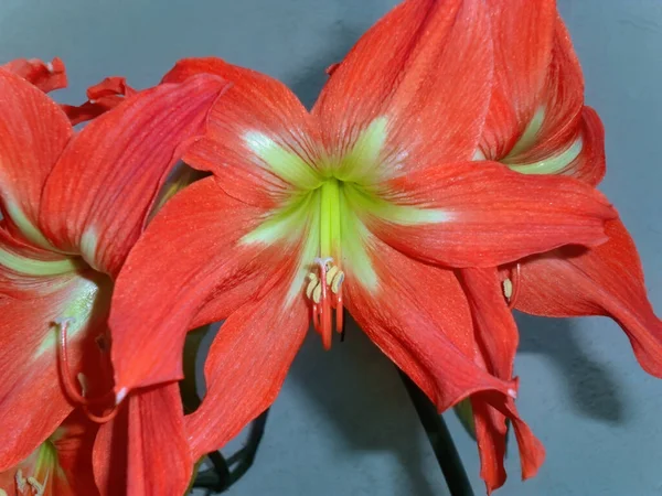 Orange Lilies Lilium Blooming Flowerbed Symbol Energy Warmth Confidence Pride — Stock Photo, Image