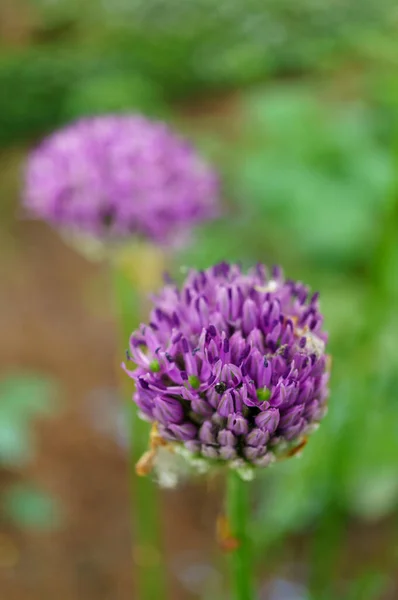Allium Giganteum — 스톡 사진
