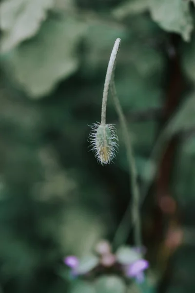 Sebuah Gambar Close Dari Kuncup Poppy Pada Latar Belakang Kabur — Stok Foto