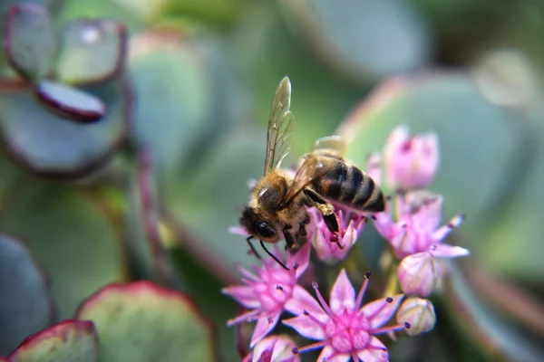 Крупный План Пчелы Опыляющей Розовые Цветы — стоковое фото