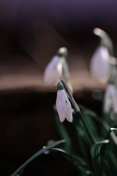 Tiro Foco Seletivo Flor Neve Fresca Campo Ótimo Para Papel — Fotografia de Stock