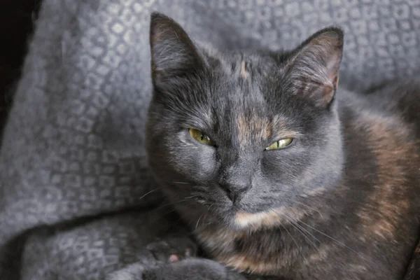 Närbild Grå Katt Med Skelögda Ögon Liggande Ulltyg — Stockfoto