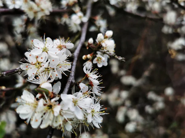 木の花のクローズアップショット — ストック写真