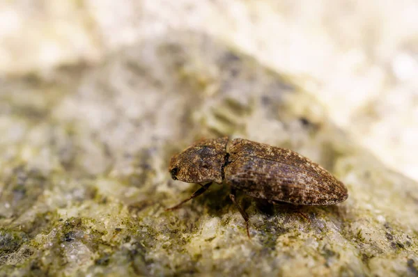 Cook Strait Klicka Skalbagge Amychus Granulatus Träd — Stockfoto