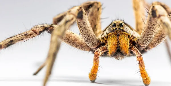 Gros Plan Une Grosse Araignée Sur Fond Blanc — Photo