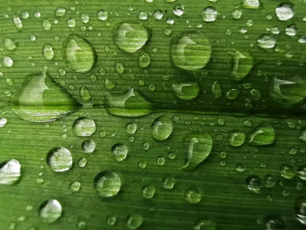 Крупним Планом Водяні Пагони Зеленому Листі — стокове фото