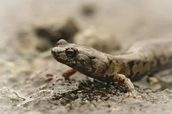 Güzel Bir Yetişkin Renkli Semender Aneides Ferreus Yağmurlu Bir Sokaktan — Stok fotoğraf