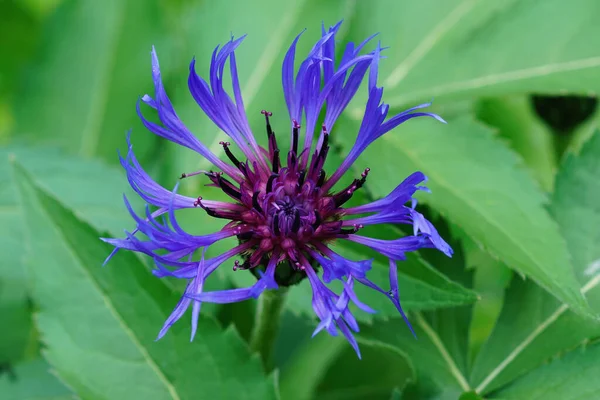 Tiro Close Flor Azul Brilhante Cornflower Montanha Com Fundo Folhas — Fotografia de Stock