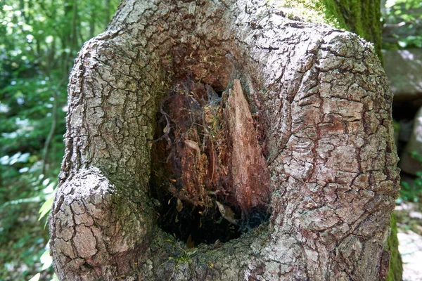 Primo Piano Tronco Albero — Foto Stock