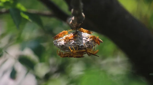 Grupo Avispas Polistes Olivaceus Polinizando Una Planta — Foto de Stock