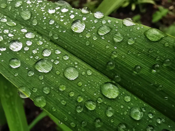 Eine Nahaufnahme Von Wassertropfen Auf Grünen Blättern — Stockfoto