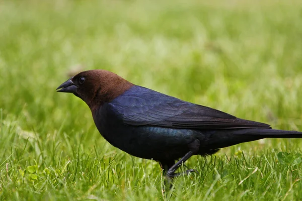 Tiro Seletivo Foco Cowbird Marrom Dirigido Campo Verde Fresco — Fotografia de Stock