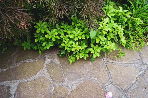 Angle Élevé Plantes Poussant Long Chemin Randonnée Pierre — Photo