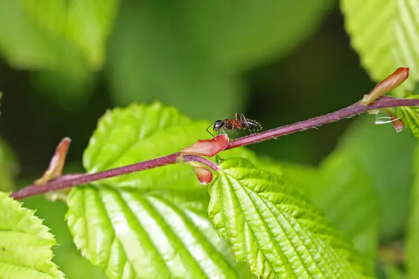 Primo Piano Una Formica Che Striscia Sulla Pianta Con Foglie — Foto Stock