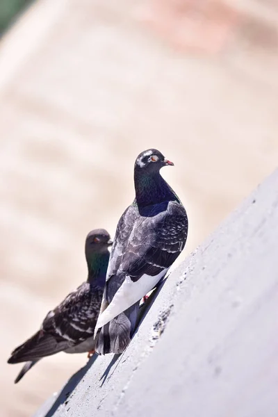 Eine Vertikale Aufnahme Von Tauben Die Auf Betonoberfläche Hocken — Stockfoto