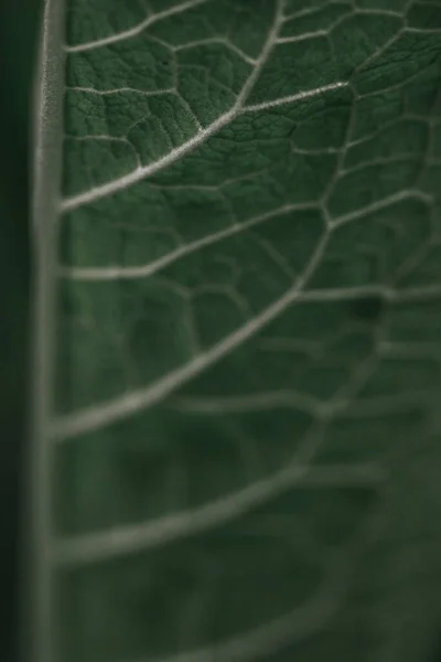 Макро Кадр Зелёного Листа — стоковое фото