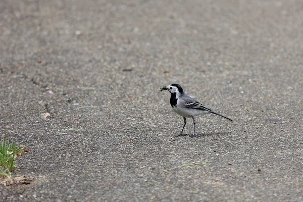 Gagasında Solucan Olan Bir Wagtail Kuşunun Yakın Plan Çekimi — Stok fotoğraf