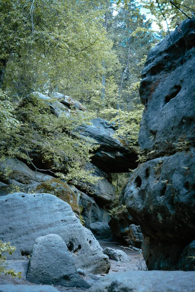 Tiro Vertical Rocas Cubiertas Árboles Con Musgo Bosque — Foto de Stock