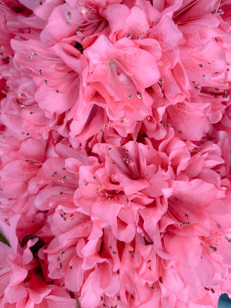 Vertical Shot Pink Rhododendron Great Wallpaper — Stock Photo, Image