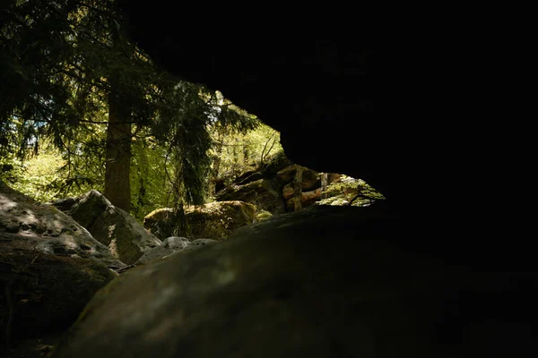 森の中の苔で覆われた岩や木のクローズアップ — ストック写真