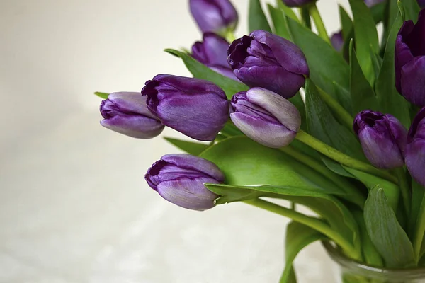 Купка Красивих Фіолетових Тюльпанів Світлому Фоні — стокове фото